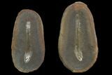 Fossil Tummy Tooth Worm (Didontogaster) Pos/Neg - Illinois #120725-1